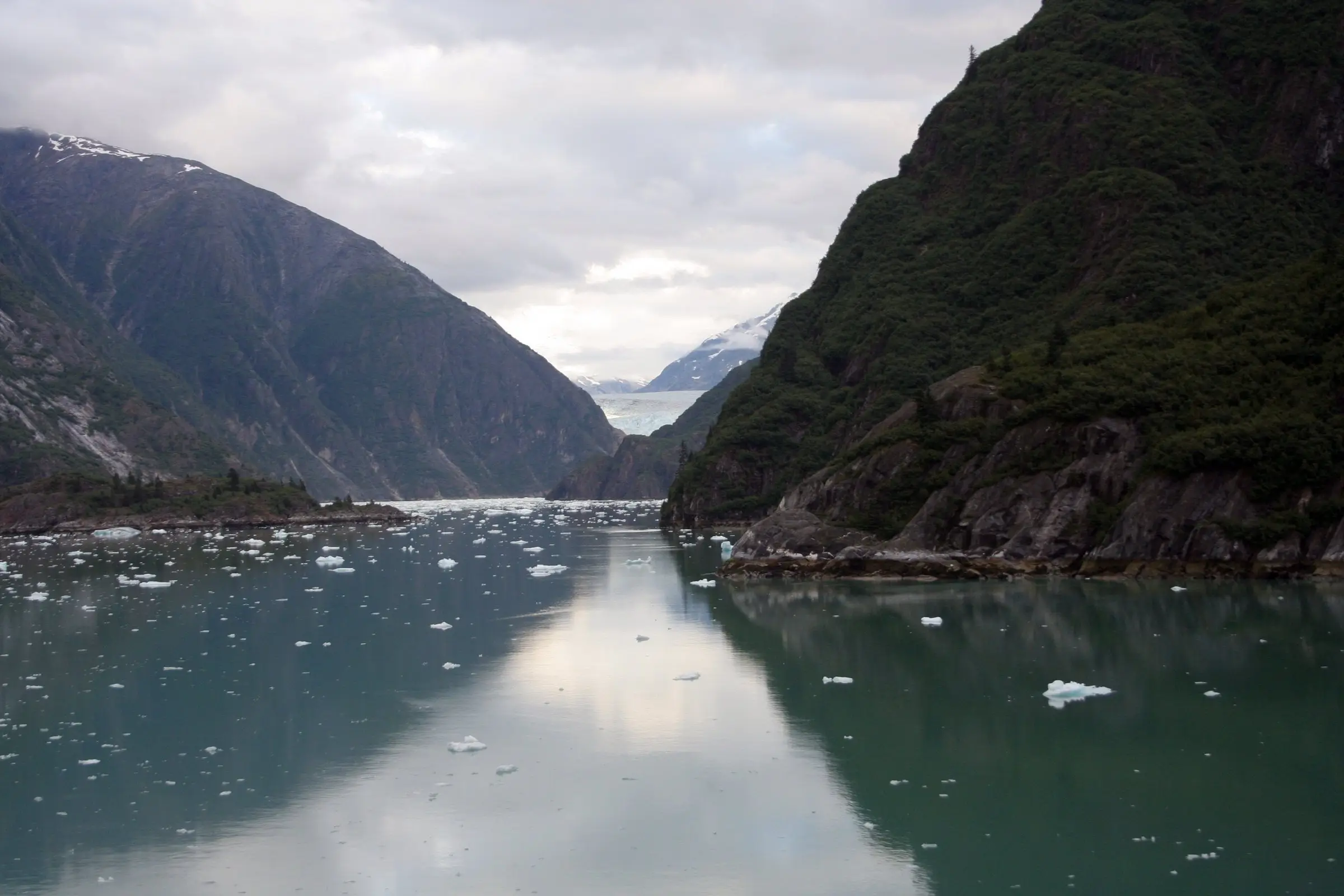 Floating ice in Tracy Arm fjord, with forested cliffs on both sides